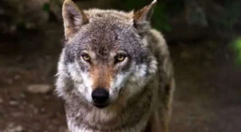 Wölfin vor dem Haus des Försters