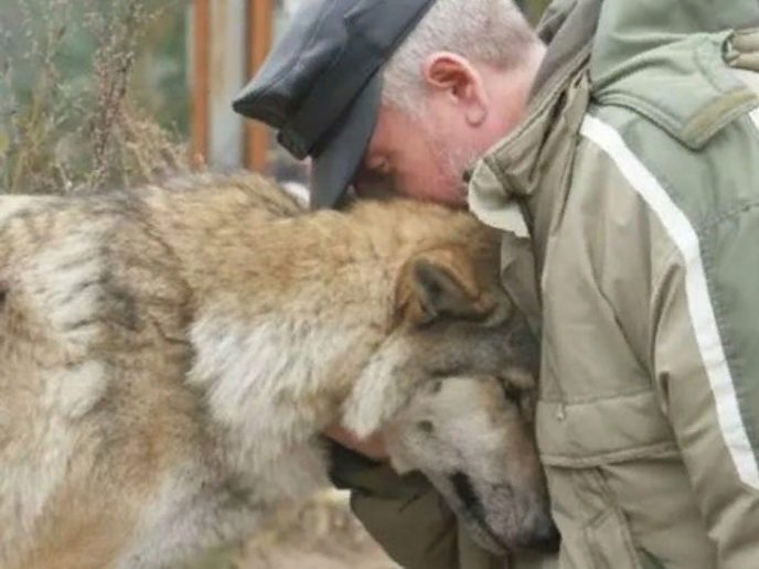 Die Wölfin kehrt zurück