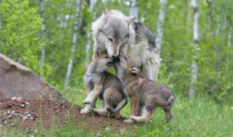 Wölfin mit ihren Welpen
