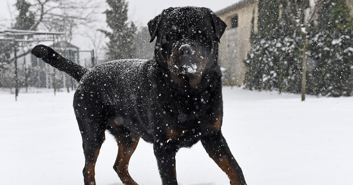 Mello auf Spaziergang