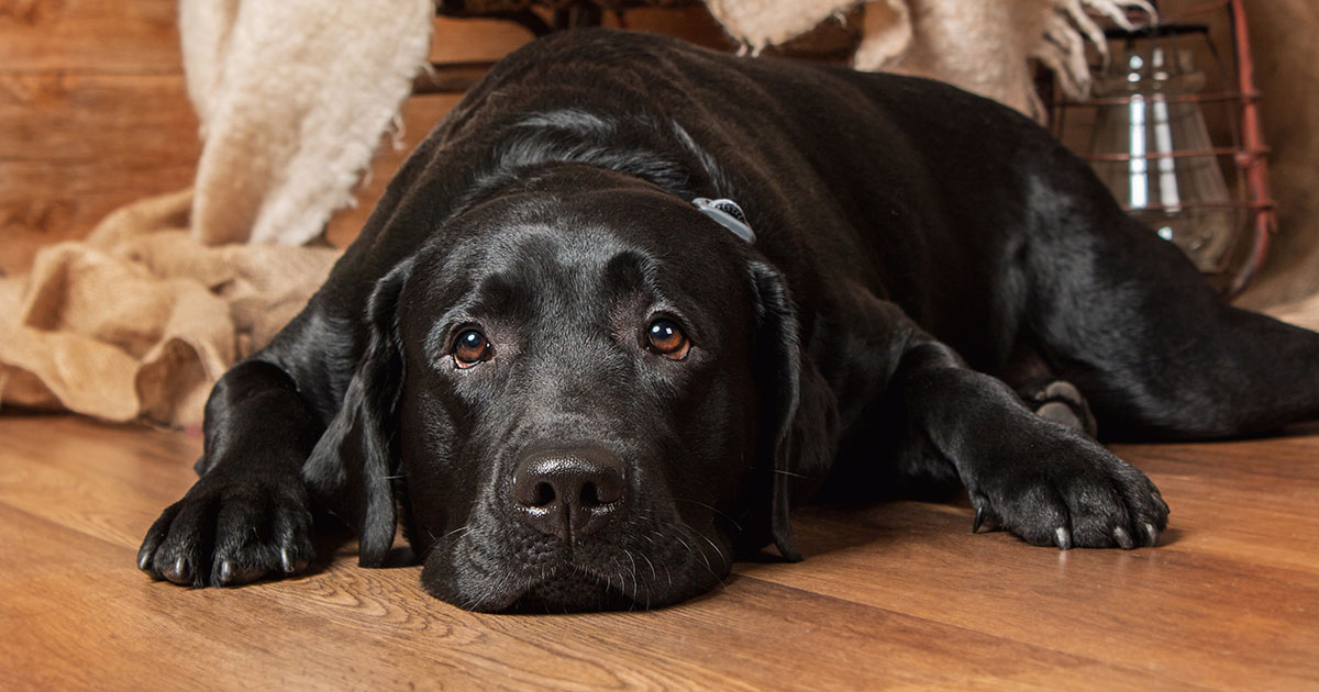 Mello schläft friedlich