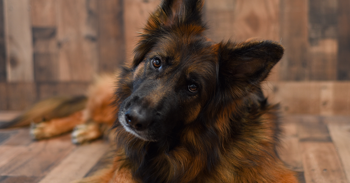 Mello bei der Heilung