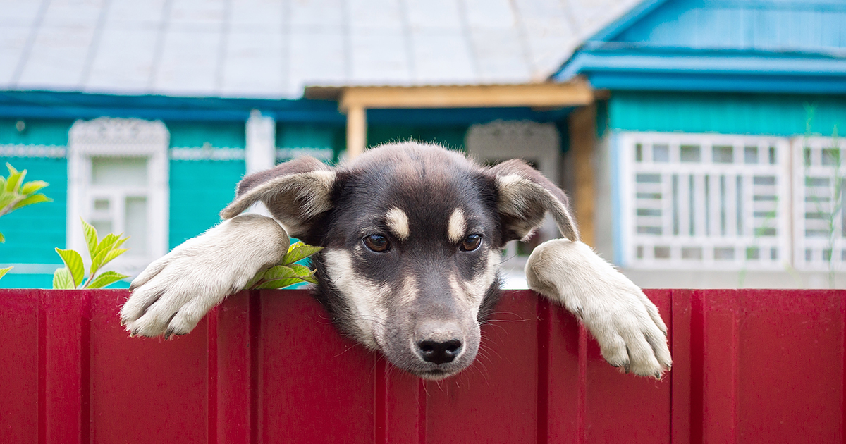 Raya berichtet von Mello