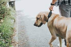 Wiedersehen mit Besitzer