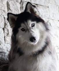 Mann mit Hund im Auto